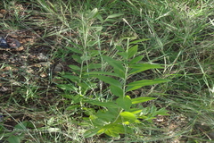 Blepharispermum subsessile